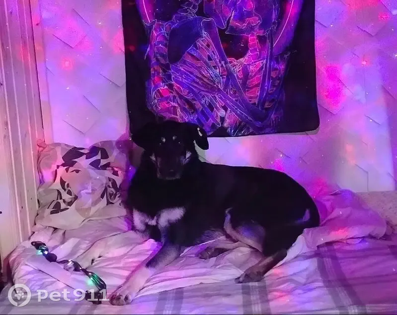 Пропала собака, Набережные Челны, 9/41 - photo