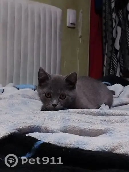 Пропала кошка, ул. Пушкина, 10, Тула - photo