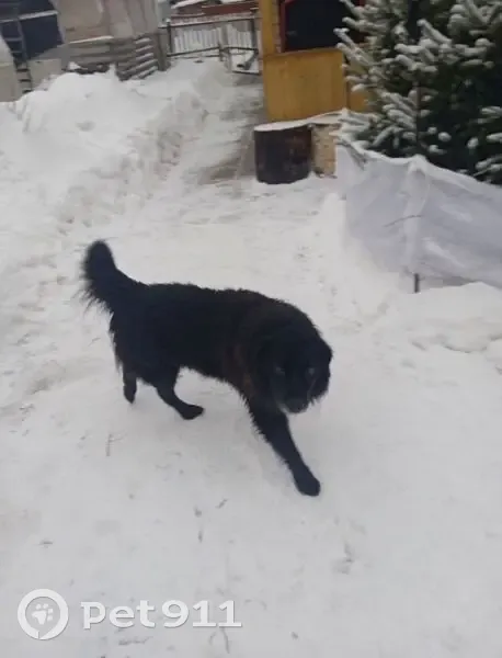 Пропала собака в Кукуштане, Пермский край - photo