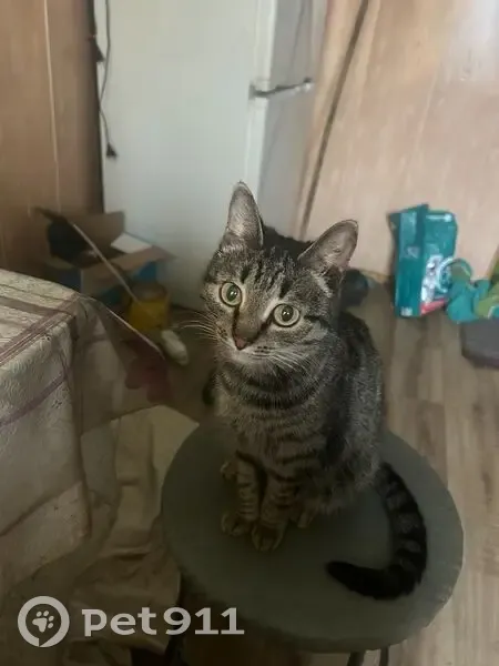 Пропала кошка, 32-я Северная, 31, Омск - photo