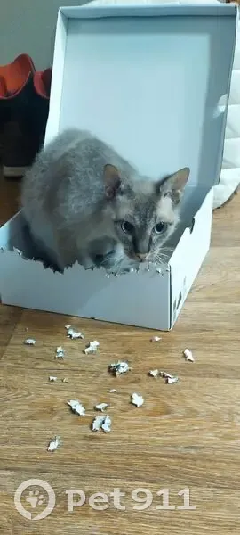 Пропала кошка, Цветочная ул., 50В - photo