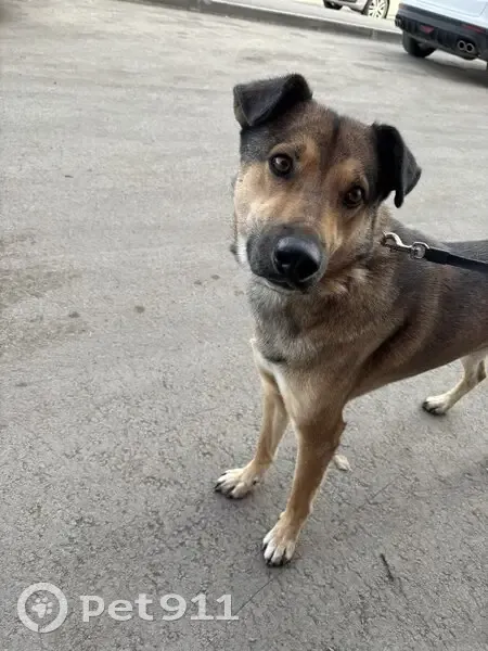 Пропала собака, Красная ул. 18, Магнитогорск - photo