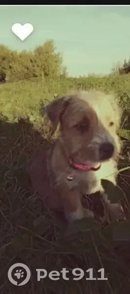 Пропала собака, Пронск, Рязанская обл. - photo