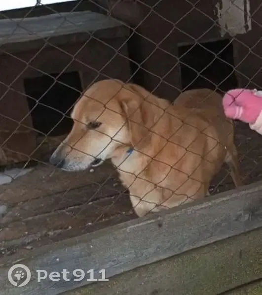Пропала собака, Паново, Нижегородская обл. - photo