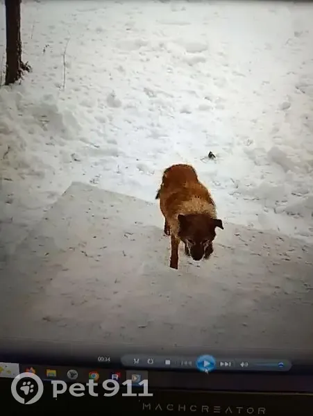 Пропал рыжий пёс, Советская 155, Киров - photo