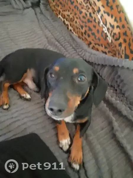 Пропала такса, ул. Стаханова 28Б, Липецк - photo