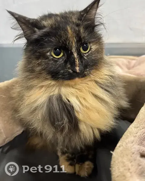 Пропала кошка Мася, Ленинский проспект, СПб - photo