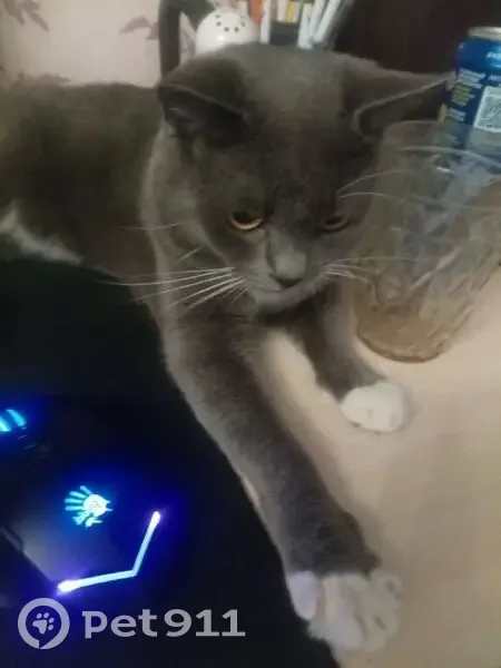 Пропала кошка, ул. Соболева, 82, Смоленск - photo