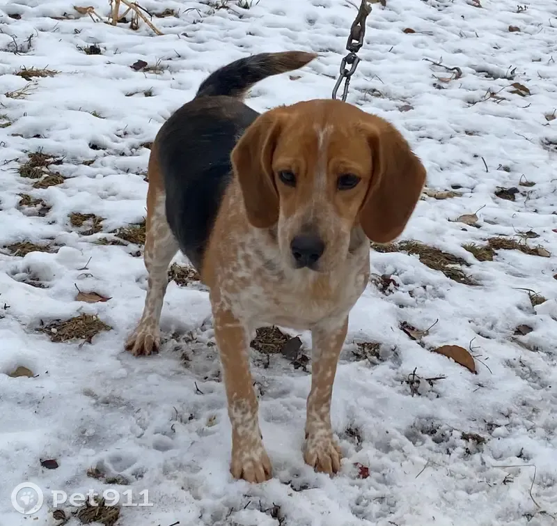 Пропала собака в Новопокасьме, Кемерово - photo