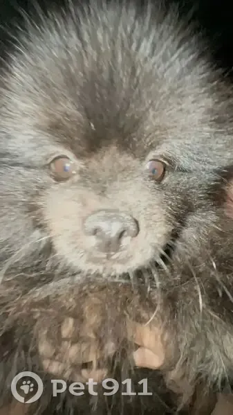 Пропала собака, Битца, МО - photo