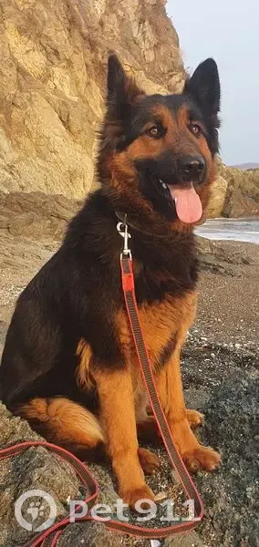 Пропала овчарка, ул. Чкалова 32Б, Артём - photo