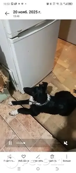 Пропала собака на 1-й Берёзниковской, 16 - photo