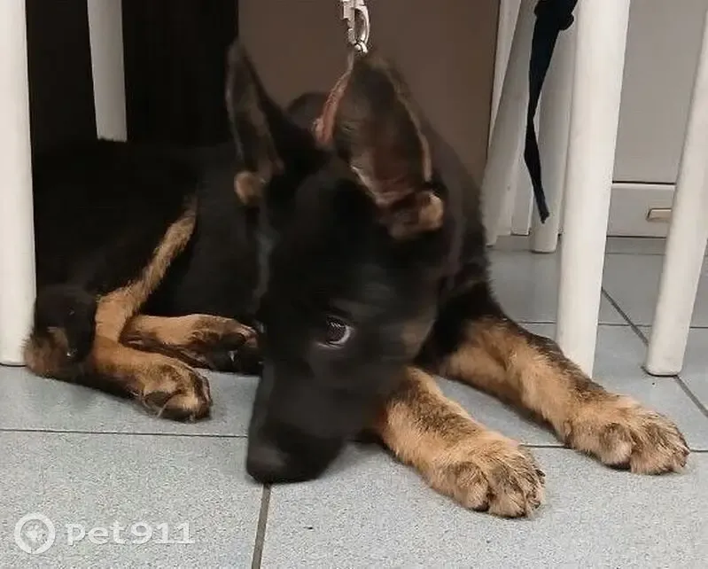 Пропала собака, ул. Павлова, Краснодар - photo