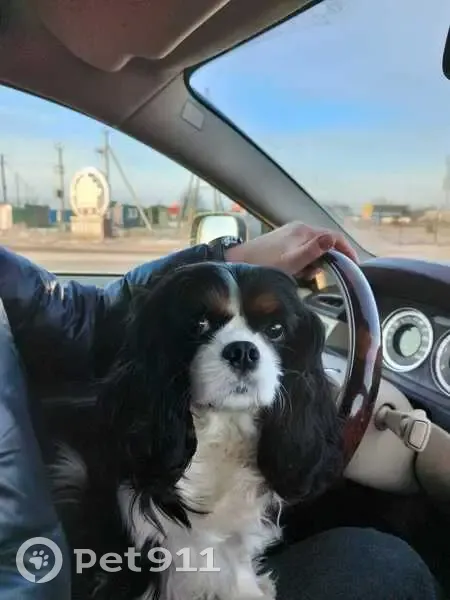 Пропала собака в Мышино, Тверская область - photo