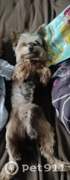 Пропал йорк в Папивино, МО - photo