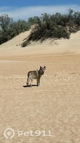 Пропала собака на ул. Котовского, 98 - photo