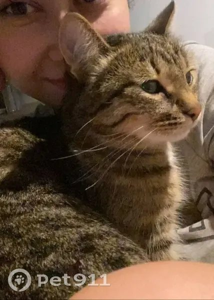 Пропала кошка, Магистральная 12А, Казань - photo