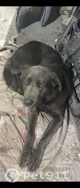 Пропала собака, ул. Урицкого, Первоуральск - photo