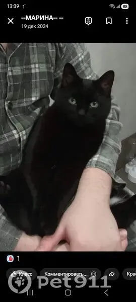 Пропала кошка, Маяковского 49, Рязань - photo