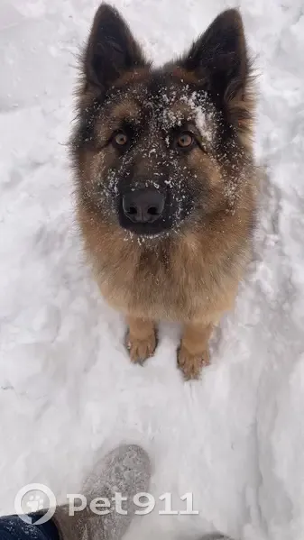 Пропала собака, Щорса 28, Первоуральск - photo
