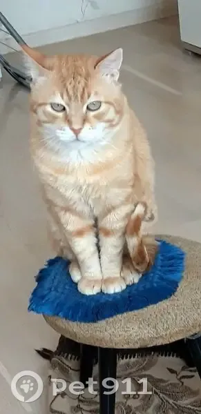 Пропала кошка, Товарная 14, Калининград - photo