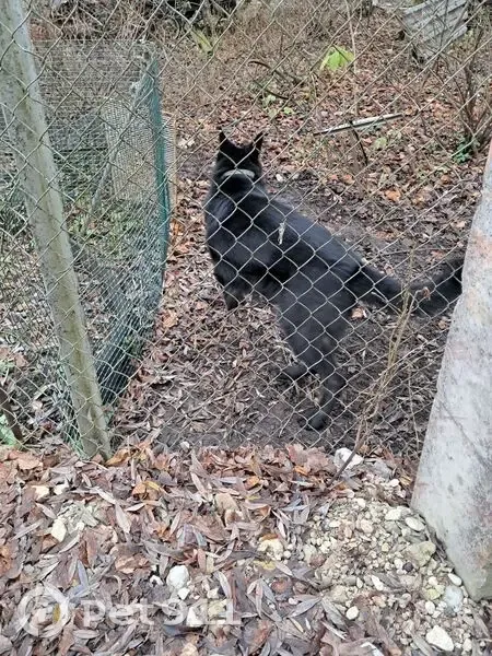 Пропала чёрная овчарка, Псков - photo