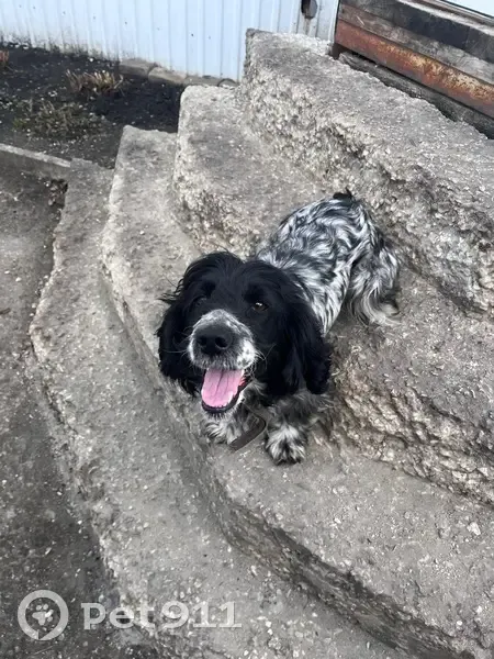 Пропала собака, 3-й Гражд. пр., 2, Пенза - photo