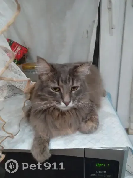 Пропал кот Мишка, Новотроицк, Мира 24 - photo