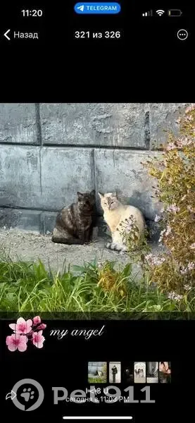 Пропала кошка, пр. Шахтёров 9, Берёзовский - photo