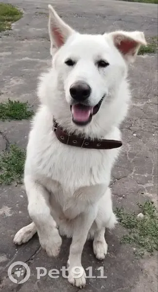 Пропала белая собака, Кряжи, Нижегородская - photo