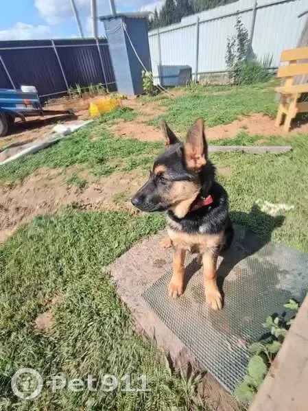 Пропала собака, Карижская ул., Малоярославец - photo