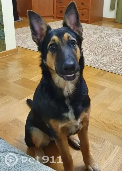 Пропала собака, ул. Мира, Назарово - photo