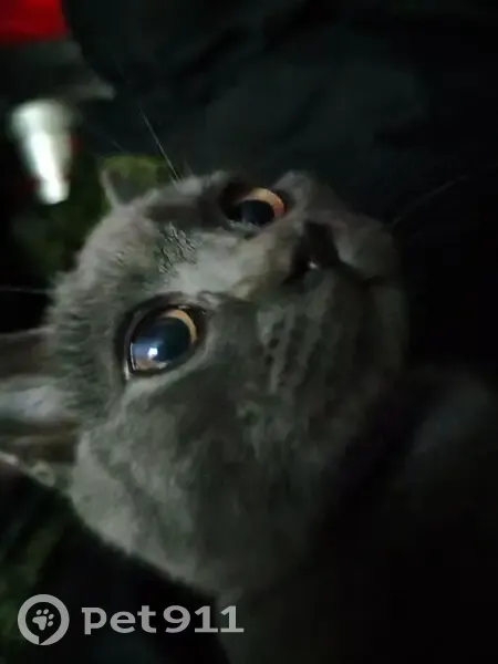 Пропала кошка в Туле, Тульская область - photo