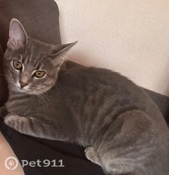 Пропала кошка, ул. Павлова, 89Б, Сочи - photo