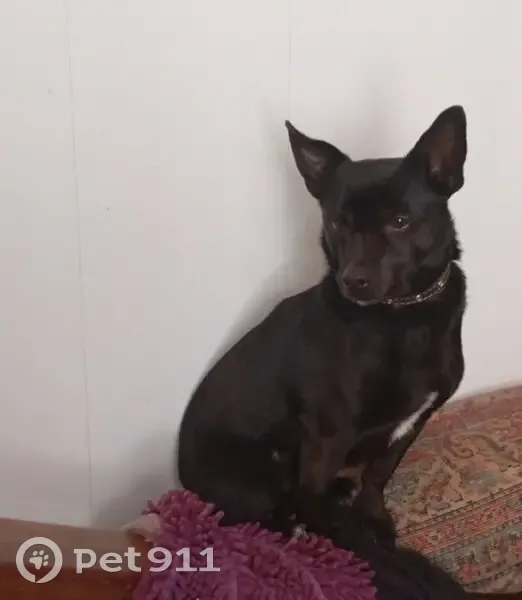 Пропала собака, ул. Куйбышева 17, Абдулино - photo