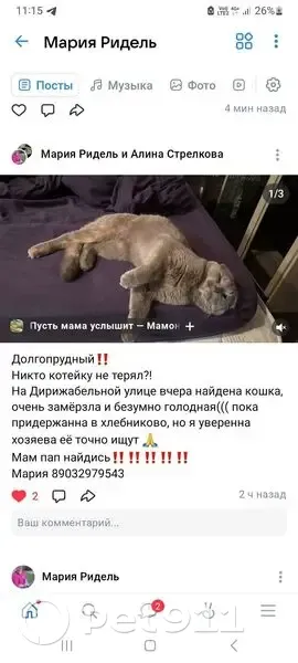 Пропала кошка, Театральная ул. 11, Долгопрудный - photo