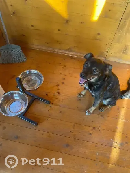 Пропала собака, Михайловская ул., Калуга - photo