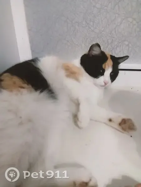 Пропала кошка, Саратов, Мало-Поливановский 35 - photo