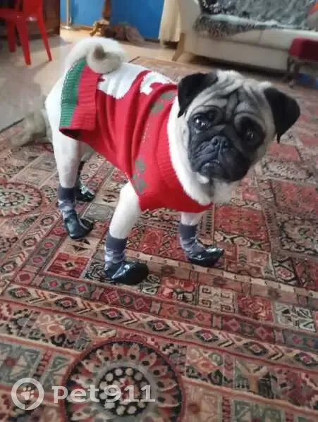 Пропала собака, Счастливая ул. 7 - photo