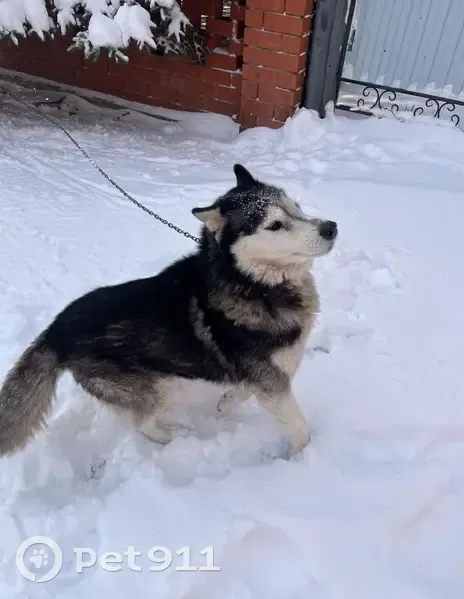 Пропала собака, Михайловка, Башкортостан - photo
