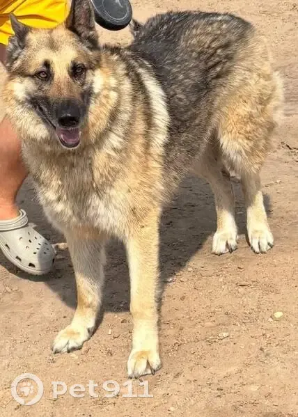 Пропала собака, Москва - photo