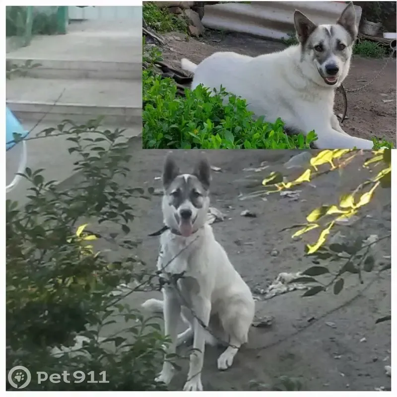 Пропала собака, Планетная ул., 13, Пенза - photo
