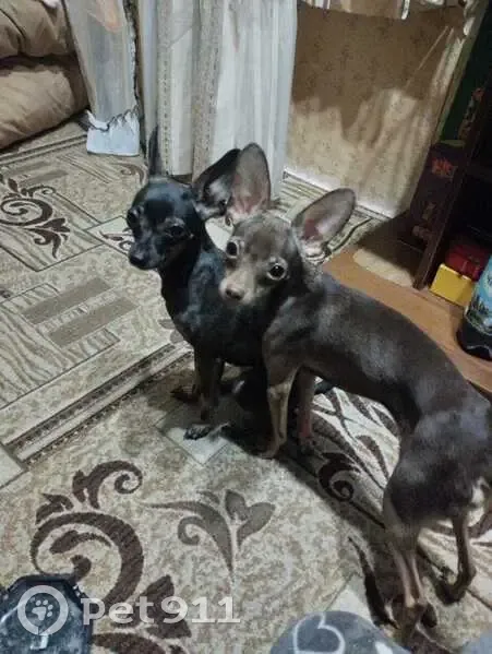 Пропала собака в Больших Чапурниках - photo