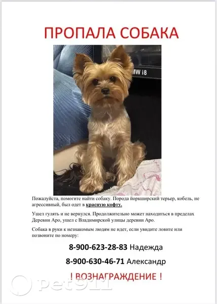 Пропала собака в красной кофте, Колтуши - photo