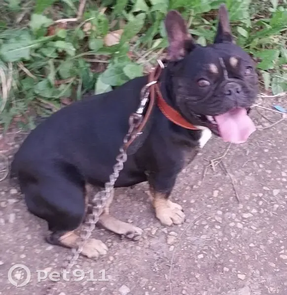 Пропали 2 бульдога, 2-я Дачная, Энгельс - photo