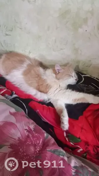 Пропала кошка, пр. Кирова 87, Луга - photo