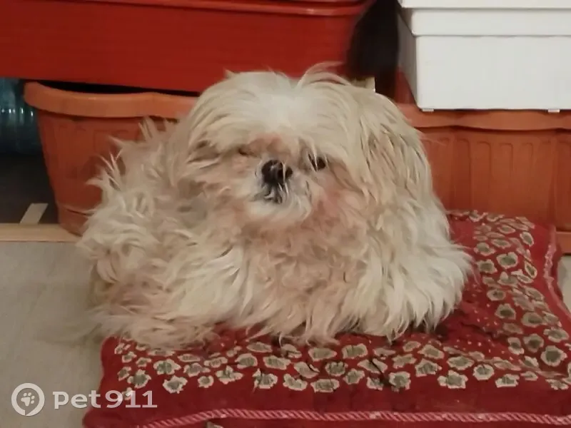 Пропала собака, Красноармейская 149, Томск - photo