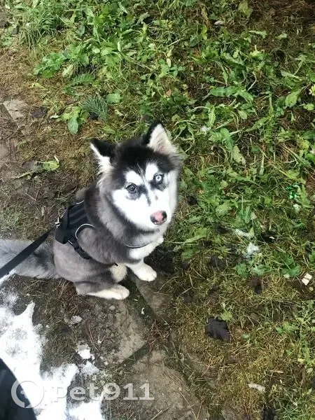 Пропала собака, Кузнецкая ул., Псков - photo