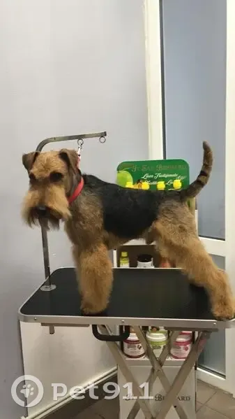 Пропала собака в Грачёвке, Калужская обл. - photo