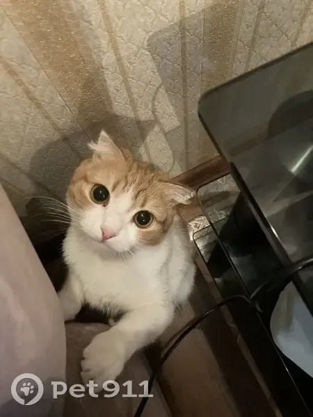 Пропала кошка, ул. Мичурина, Кемерово - photo